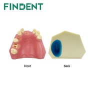 Dental Implant Training Practice Maxillary Model with Sinus, Basic Implant Training Model with Pract