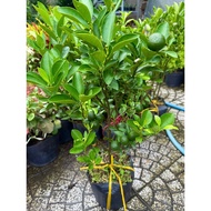 Pot of Green Kumquat Tree - Almond Tree, kumquat tree (Pot as pictured, plant 50 cm tall)