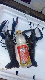 |GLORY| Lobster Air Tawar Konsumsi Hidup isi 5 - 10 ekor