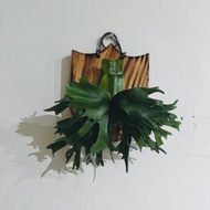 佛朗明哥皮革鹿角蕨(深綠X千手皇冠)