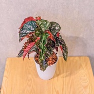 羅西秋海棠 日式塑陶盆 室內植物 觀葉植物 禮物 辦公室小物