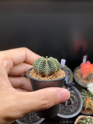肋骨 緋牡丹塊根 龍舌蘭 緋牡丹 米哈
