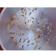 bibit ikan koi.100 ekor.larva