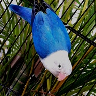 Burung Lovebird Biola Blue/PF