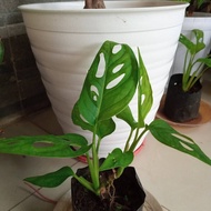 monstera obliqua