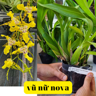 vũ nữ nova hàng đài loan đang nụ hoặc sắp nụ bảo hành mặt hoa