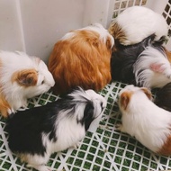 guinea pig marmut lokal variasi