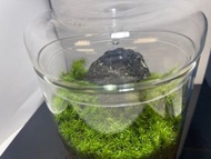 苔蘚生態缸/ 生態瓶 植物造景 枱面擺設 office辦公室盆景 風水 治療