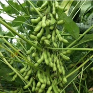 8pcs biji benih dwarf Edamame/kacang bulu