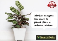 Calathea Makoyana (Peacock Plant or Cathedral Windows 4 to 8 leaves) - FREE garden soil, plastic pot and marble chip pebbles