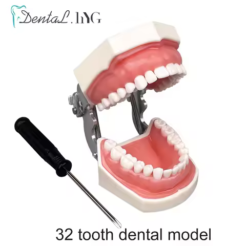 Dental Teeth Model For Dental Technician Practice Training Studyting Dentistry Typodont Models With 