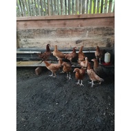 Fertile Leghorn Eggs (Black, white, Brown) Male x Female Elba
