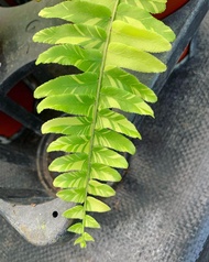 tanaman hias paku Suplir varigata