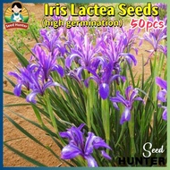 50pcs/pack Iris Lactea Bonsai Seeds Horse Orchid Flower Seeds for Gardening Potted Iris Lactea Flowe