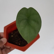 alocasia dragon moon LZ