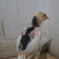 ayam tulak balak