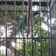 Cucak ijo Bahan siap lomba original Banyuwangi