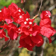 Bougainvillea Plant Red king with FREE plastic pot and garden soil (Outdoor Plant Real Plant and Lim