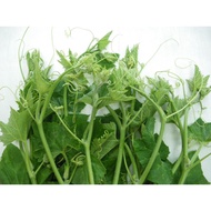 Top-eating squash seeds - Bud-eating squash - Super bud-eating squash