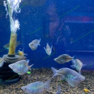 ikan rainbow boesemani balon 2 inch / ikan hias rare