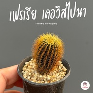 เฟรเรีย เคอวิสไปนา Frailea curvispina ไม้อวบน้ำ กุหลาบหิน cactus&amp;succulent