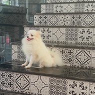 anjing mini pom putih