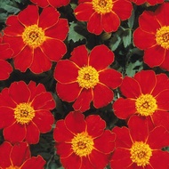 Marigold Disco Knight seeds (30 seeds) MRG4