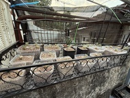 白皮月界（塊根）