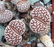 25 เมล็ด เมล็ดไลทอป Lihops Seeds พืชอวบน้ำ ไม้ก้อนหิน สายพันธุ์ Lithops julii