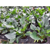 Aglaonema Modestum Schott, Aglaonema, Chinese Evergreen - Ornamental Stems, Ornamental Foliage