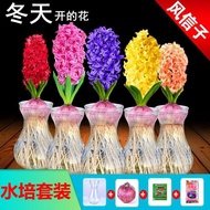 Hyacinth Planting Ball Hydroponic Set Four Seasons Hydroponic Flower Plant Soil Cultivation Potted S
