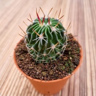 Live cactus plant Stenocactus multicostatus(pot size 5cm) ready stock多棱玉 仙人掌