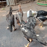 Anakan Ayam Bangkok Pakhoy Usia 2 Bulan - 3 Bulan #Gratisongkir