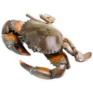 ปูทะเลเนื้อ ไซส์ S 1 กก.