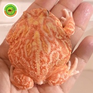 AMPUHHH Pacman Strawberry Frog