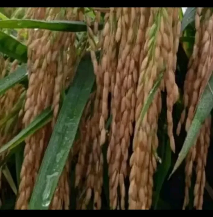 BENIH PADI INPARI 42 10KG