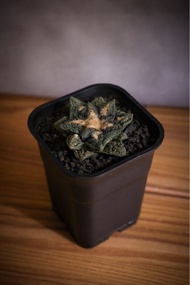 辛頓龜甲牡丹 多肉植物 非龍舌蘭 塊根植物