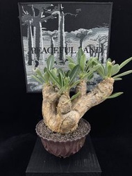 Pachypodium eburneum 象牙玉 連ARS盆 Apocynaceae 夾竹桃科 Pachypodium 棒槌樹屬