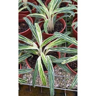 🌿Aglaonema Bamboo / Zebra | Outdoor Plant | Rare Aglonema
