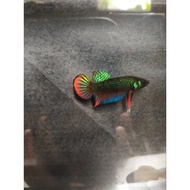 Male Wild Betta Imbellis Padu