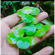 Amazon frogbit
