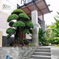 TAMAN BONSAI / TAMAN JEPANG / TAMAN BATU KORAL / TAMAN INDOOR