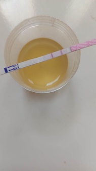 urine ibu hamil untuk test biologi testpack Original