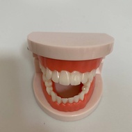 gigi palsu  gigi palsu silikon Dental oral tooth model teaching model denture model adult full mouth model standard model