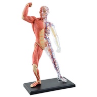4D Anatomical Master Human Muscles Model Medical School Educational Teaching Tool
