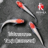 (Egg Only) Medaka Fish Roe Tanjo (Kraft Line)