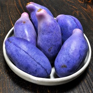 Anak Pokok Akebi Ungu/Purple aka Chocolate Vine (Akebia Quinata)