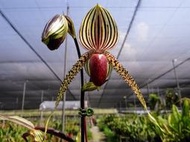 婆羅洲原生蘭Paph. rothschildianum (兜蘭之王~整叢8株~山採株)極珍稀