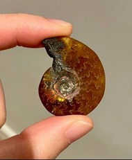 貝殼化石Ammonite