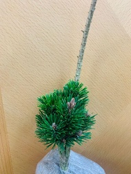 (🇭🇰HK)平民價🈹🈹盆景 Bonsai 景天 藝術品 園藝 保證全部實物 絕無p圖  日本千壽丸黑松 特價 $250  多買有discount，歡迎pm我看看其他款式， 人有我有，人無我都有 歡迎查